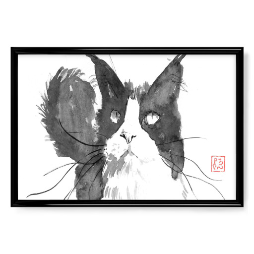Katze weiß und grau