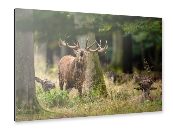 Alu-Dibond "Der Rothirsch ruft" 30x20 cm artboxONE
