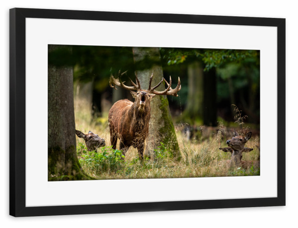 Poster mit Rahmen schwarz "Der Rothirsch ruft" artboxONE - Natur,Tiere - Hirsch,Brunft,Hirsche,Rothirsch,Rotwild,Wild,Wildtiere,Wald