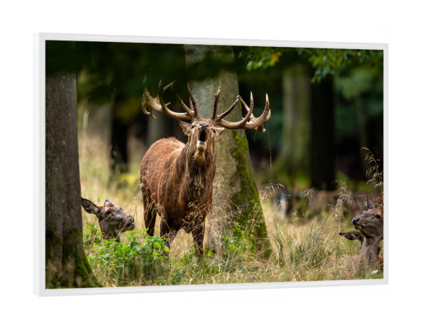 Poster mit weißem Rahmen "Der Rothirsch ruft" artboxONE - Natur,Tiere - Hirsch,Brunft,Hirsche,Rothirsch,Rotwild,Wild,Wildtiere,Wald
