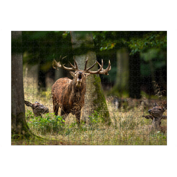 Puzzle Ravensburger "Der Rothirsch ruft" artboxONE - Natur,Tiere - Hirsch,Brunft,Hirsche,Rothirsch,Rotwild,Wild,Wildtiere,Wald - Bild hirsch