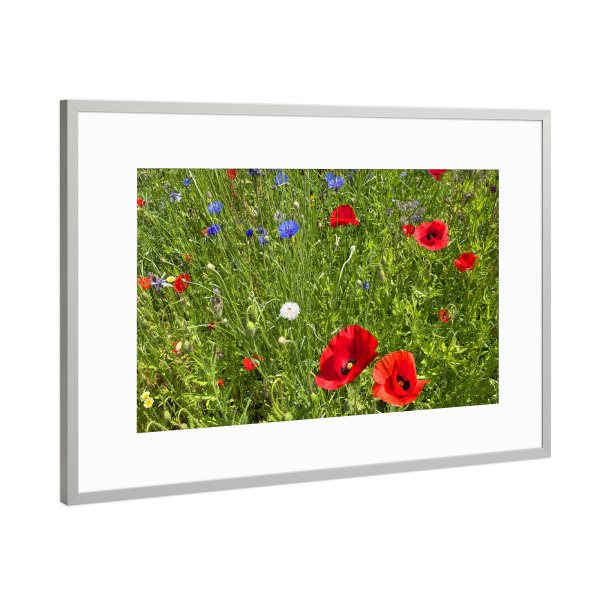 Poster mit Rahmen Silber "Roter Mohn und blaue Kornblumen" artboxONE - Natur,Floral