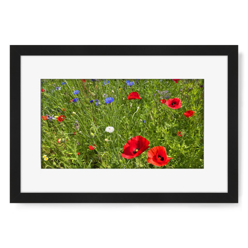 Roter Mohn und blaue Kornblumen