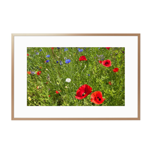 Roter Mohn und blaue Kornblumen