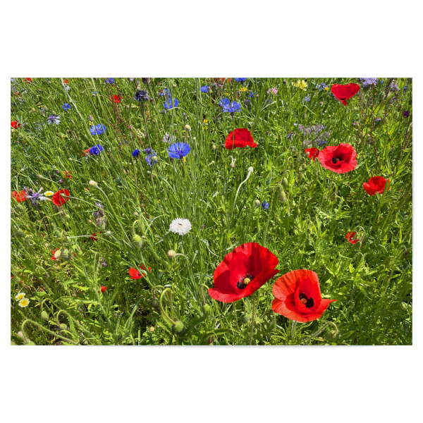 Poster "Roter Mohn und blaue Kornblumen" artboxONE - Natur,Floral - Blumen,Wiese,Sommerzeit,Urlaubsstimmung,Kornblumen,Mohnblumen,Natur,Erntezeit