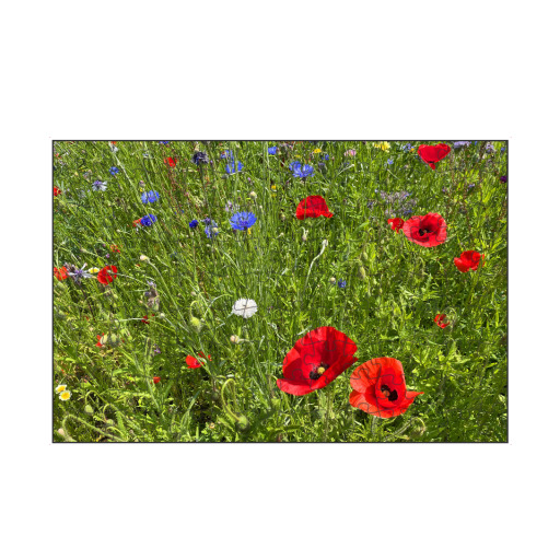 Red poppies and blue cornflowers