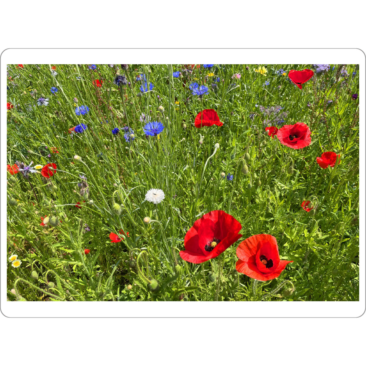 Tischset "Roter Mohn und blaue Kornblumen" artboxONE - Natur,Floral - Blumen,Wiese,Sommerzeit,Urlaubsstimmung,Kornblumen,Mohnblumen,Natur,Erntezeit