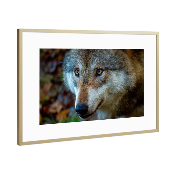 Poster mit Rahmen Gold "Wolf Porträt" artboxONE - Tiere - Wolf,Wölfe,Canis lupus,Wildtier,Wildlife