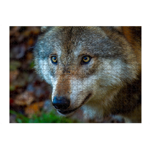 Puzzle Ravensburger "Wolf Porträt" artboxONE - Tiere - Wolf,Wölfe,Canis lupus,Wildtier,Wildlife - Bild wolf