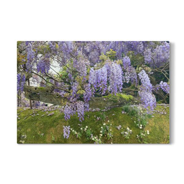 Galerie-Print "Wisteria oder Blauregen" 30x20 cm artboxONE