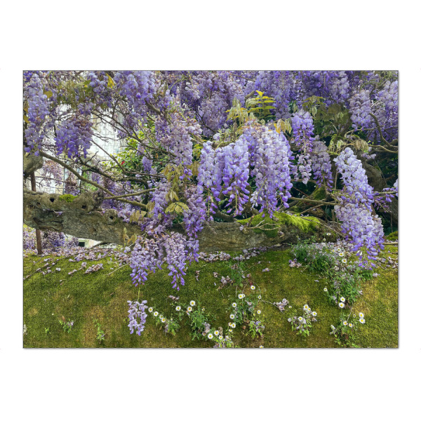 Puzzle Ravensburger "Wisteria oder Blauregen" artboxONE - Natur,Floral - Pflanze,Grün,Blume,Natur,Garten,Liebe,Geschenk,Leben,Gesund,Farbe,Blatt,Blüte