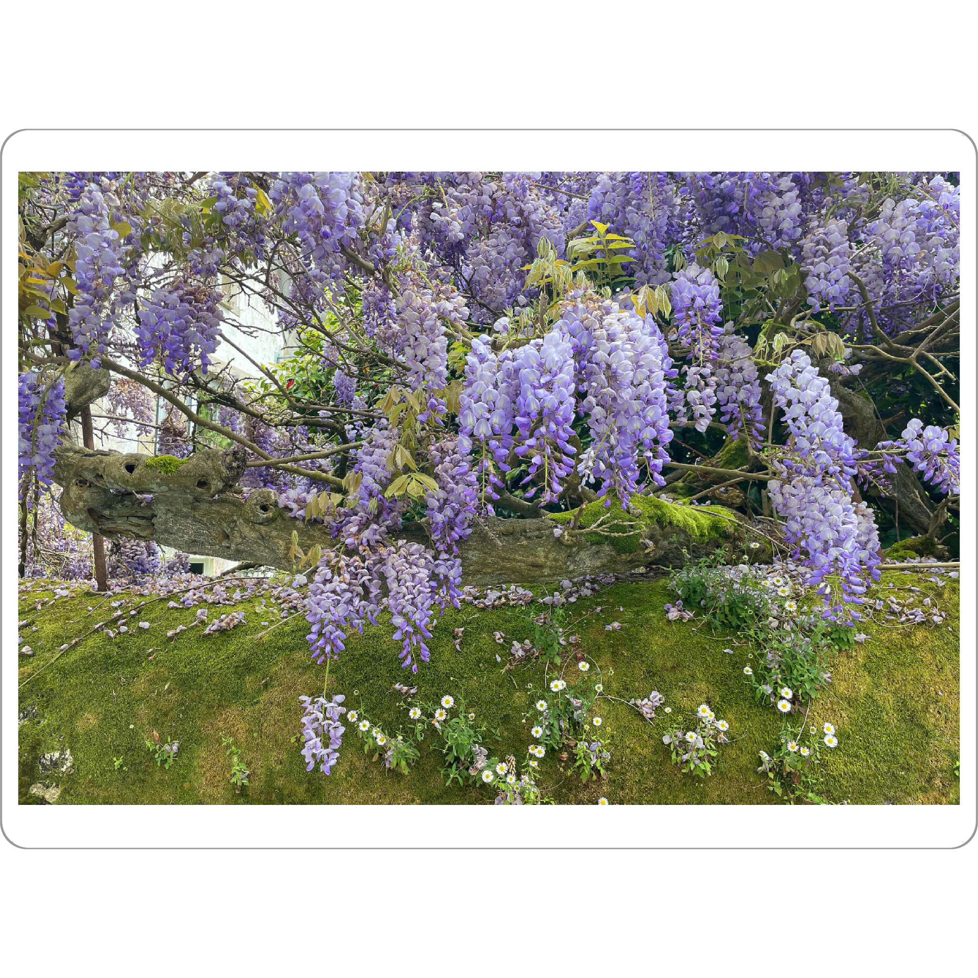 Tischset "Wisteria oder Blauregen" artboxONE - Natur,Floral - Pflanze,Grün,Blume,Natur,Garten,Liebe,Geschenk,Leben,Gesund,Farbe,Blatt,Blüte
