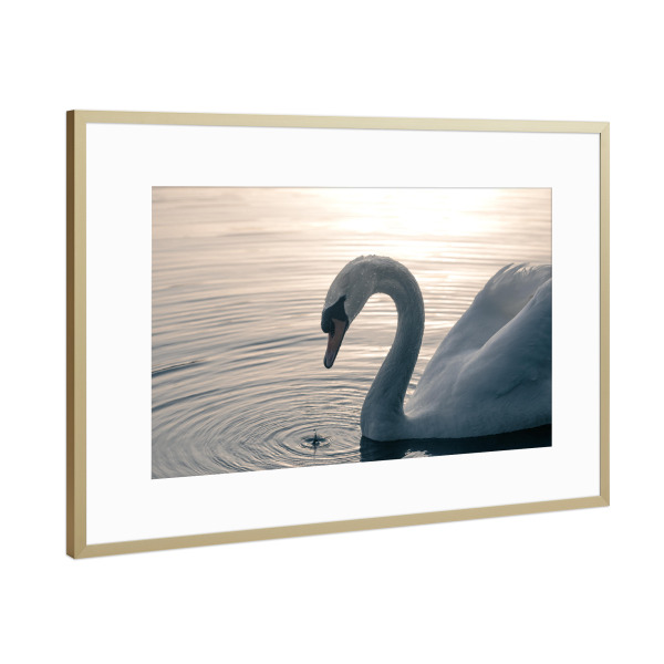 Poster mit Rahmen Gold "Schwan auf dem See" artboxONE - Natur,Tiere - Höckerschwan,Schwäne,Vogel,Vogelfotografie,Naturfoto,Cygnus