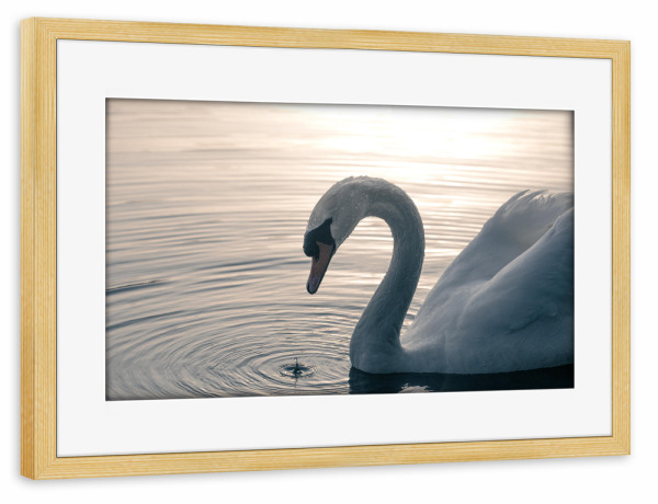 Poster mit Rahmen kiefer "Schwan auf dem See" artboxONE - Natur,Tiere - Höckerschwan,Schwäne,Vogel,Vogelfotografie,Naturfoto,Cygnus