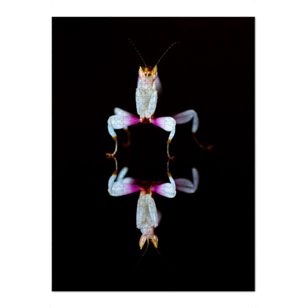 Puzzle Ravensburger "Orchideen Gottesanbeterin" artboxONE - Tiere