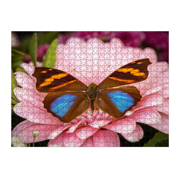 Puzzle Ravensburger "Der bunte Falter auf der Blume" artboxONE - Tiere - Schmetterling,Falter,Tagfalter,Exotisch,Insekt,Blume,Blüte