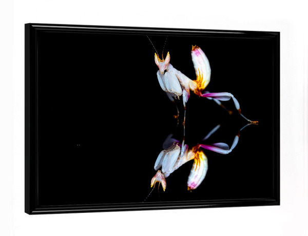 Poster mit schwarzem Rahmen "Orchideenmantide gespiegelt" artboxONE - Tiere