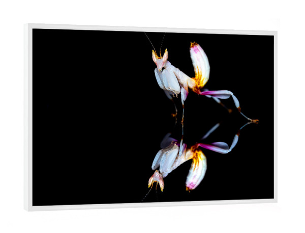 Poster mit weißem Rahmen "Orchideenmantide gespiegelt" artboxONE - Tiere