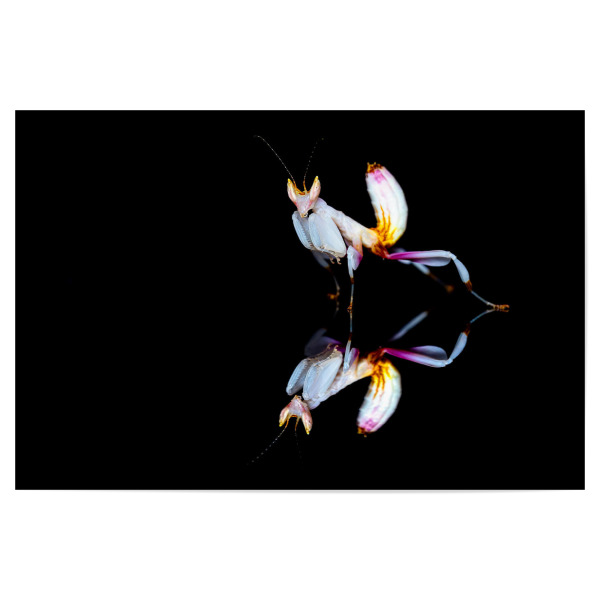Poster 30x20 cm "Orchideenmantide gespiegelt" artboxONE - Tiere