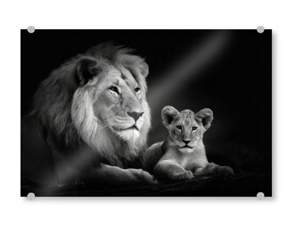Acrylglasbild "Löwenvater" artboxONE - Tiere,Schwarzweiß - Afrika,Raubtiere,Löwe,Wildtier,Juvenil,Tier,Savanne,Familie,Großkatzen,Vater