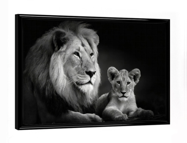Poster mit schwarzem Rahmen "Löwenvater" artboxONE - Tiere,Schwarzweiß - Afrika,Raubtiere,Löwe,Wildtier,Juvenil,Tier,Savanne,Familie,Großkatzen,Vater