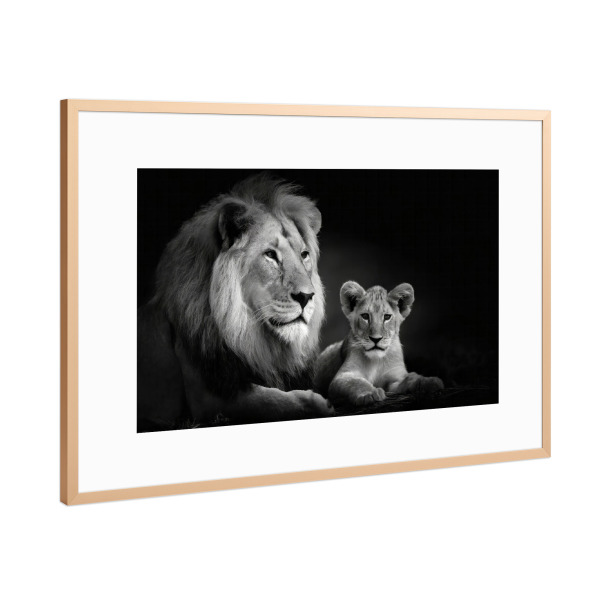 Poster mit Rahmen Kupfer "Löwenvater" artboxONE - Tiere,Schwarzweiß - Afrika,Raubtiere,Löwe,Wildtier,Juvenil,Tier,Savanne,Familie,Großkatzen,Vater