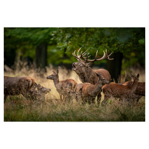 Poster "Hirschrudel im Wald" artboxONE - Natur,Tiere - Hirsch,Brunft,Hirsche,Rothirsch,Rotwild,Wild,Wildtiere,Wald