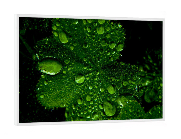Poster mit weißem Rahmen "Grüne Perlen" artboxONE - Natur,Floral - Natur,Blatt,Regen,Tropfen,Reflexion,Grün,Schwarz