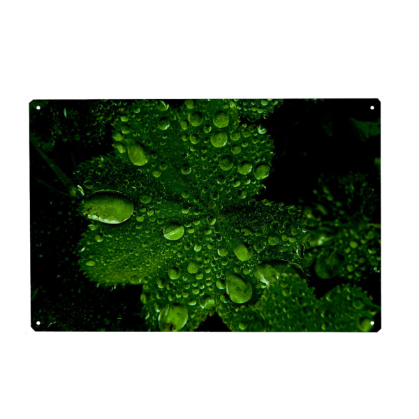 Metall Poster "Grüne Perlen" artboxONE - Natur,Floral - Natur,Blatt,Regen,Tropfen,Reflexion,Grün,Schwarz - Blechschild