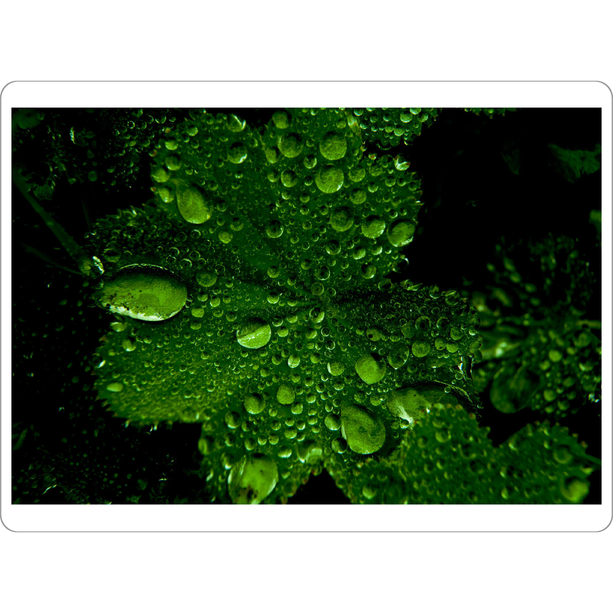 Tischset "Grüne Perlen" artboxONE - Natur,Floral - Natur,Blatt,Regen,Tropfen,Reflexion,Grün,Schwarz - Bild natur