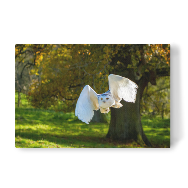 Leinwandbild "Ein weiße Schneeeule" artboxONE - Tiere - Eule,Schneeeule,Vogel,Wildlife,Wildtier
