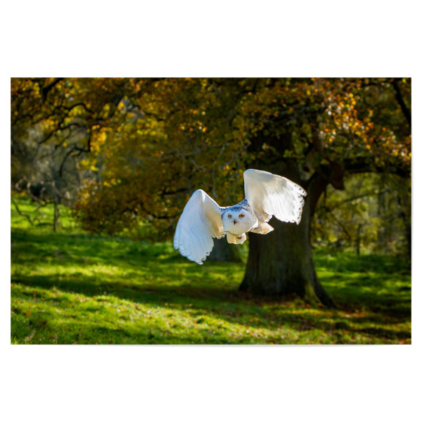 Poster 30x20 cm "Ein weiße Schneeeule" artboxONE - Tiere - Eule,Schneeeule,Vogel,Wildlife,Wildtier