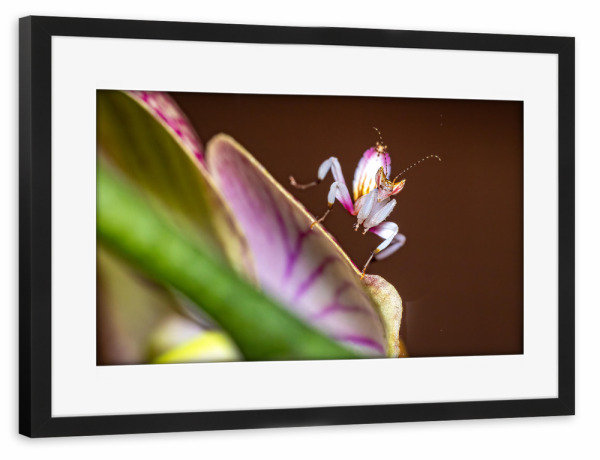 Poster mit Rahmen schwarz "Orchideenmantis auf einer Blüte" artboxONE - Tiere