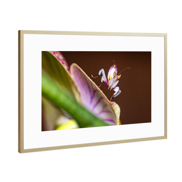 Poster mit Rahmen Gold "Orchideenmantis auf einer Blüte" artboxONE - Tiere