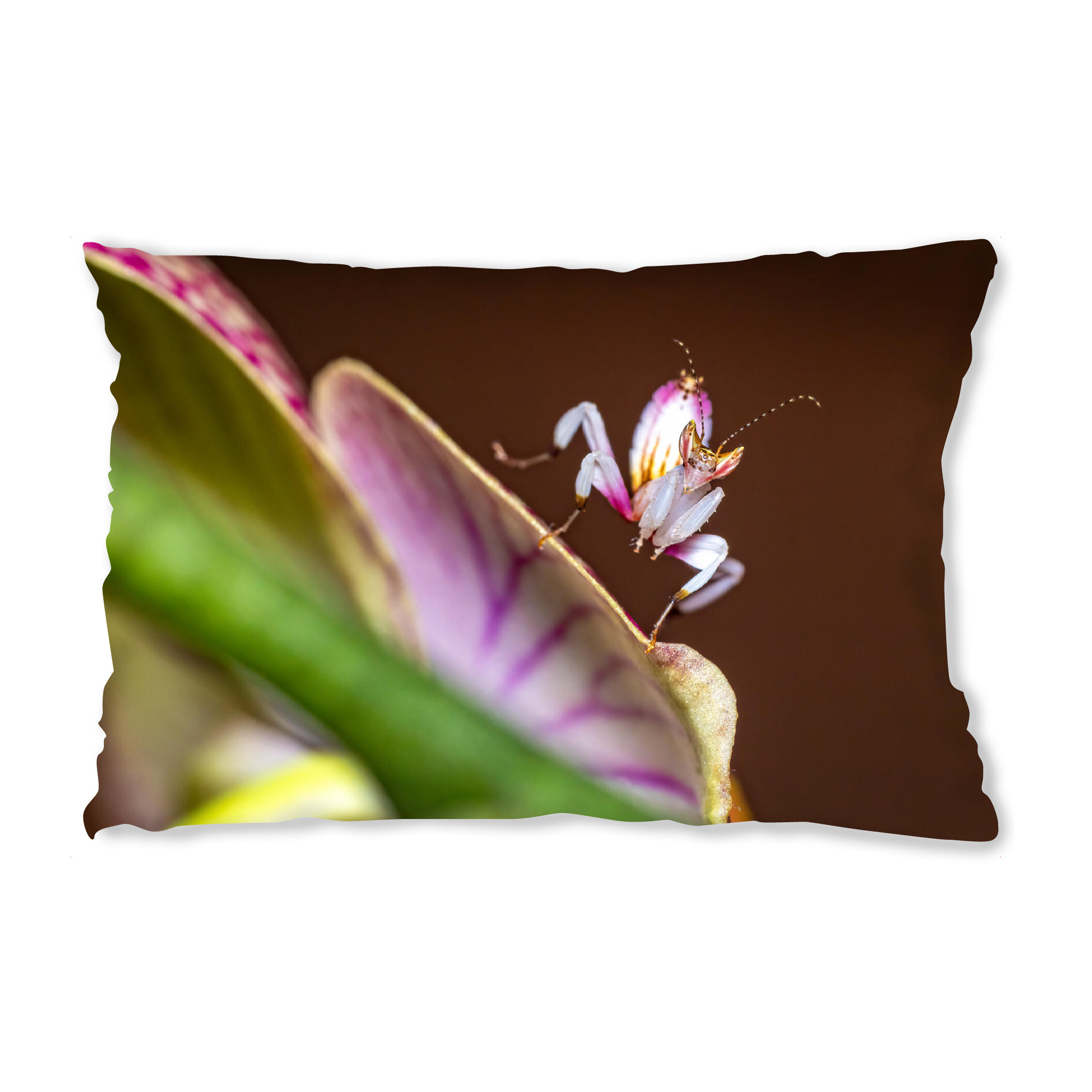 Design-Kissen "Orchideenmantis auf einer Blüte" artboxONE - Tiere