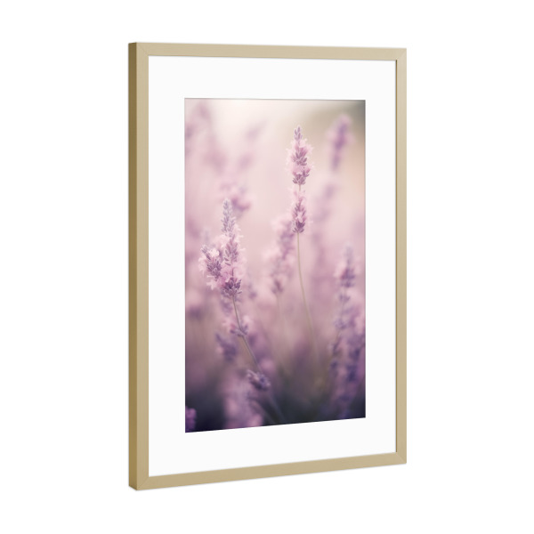 Poster mit Rahmen Gold "Zartes Lavendelfeld" artboxONE - Natur,Floral - Zart,Detail,Blume,Farben,Lavendel,Makro,Natur,Rosa,Weich,Frühling,Violett