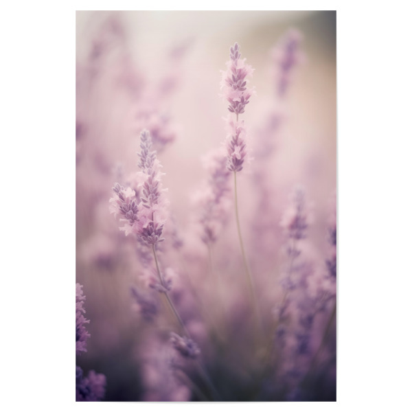 Poster "Zartes Lavendelfeld" artboxONE - Natur,Floral - Zart,Detail,Blume,Farben,Lavendel,Makro,Natur,Rosa,Weich,Frühling,Violett