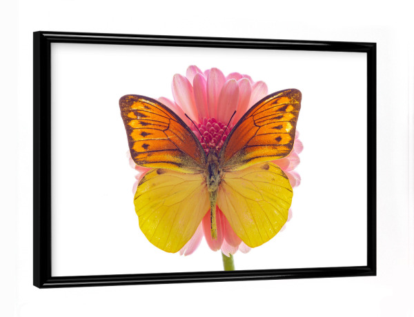 Poster mit schwarzem Rahmen "Ein Schmetterling auf einer Blume" artboxONE - Tiere - Schmetterling,Blume,Insekt,Falter,Tagfalter