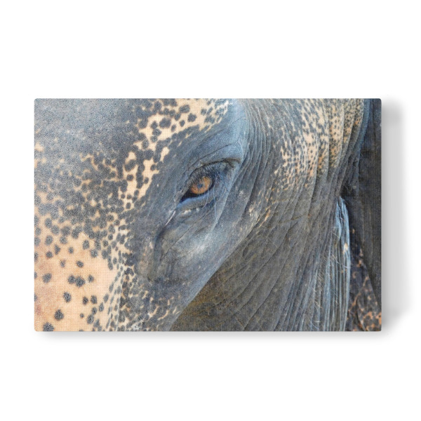 Leinwandbild "Portrait eines Elefanten" artboxONE - Natur,Reise,Tiere,Reise / Asien,Reise / Länder