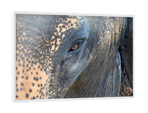 Poster mit weißem Rahmen "Portrait eines Elefanten" artboxONE - Natur,Reise,Tiere,Reise / Asien,Reise / Länder