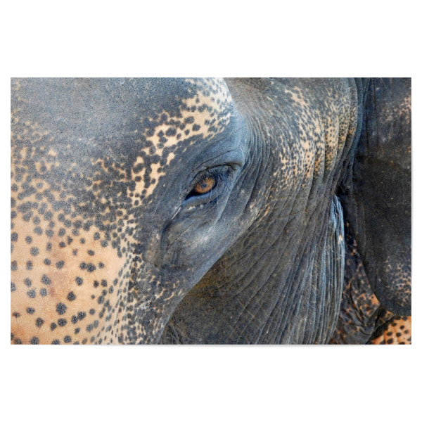 Poster "Portrait eines Elefanten" artboxONE - Natur,Reise,Tiere,Reise / Asien,Reise / Länder