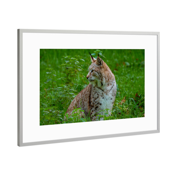 Poster mit Rahmen Silber "Luchs auf einer Wiese" artboxONE - Natur,Tiere - Luchs,Katze,Raubkatze,Raubtier,Wildtier,Wildlife