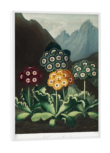 Poster mit weißem Rahmen "Thornton - Primeln" artboxONE - Natur,Floral - Blüte,Natur,Museum,Flora,Botanik,Blume,Pflanze,Nam