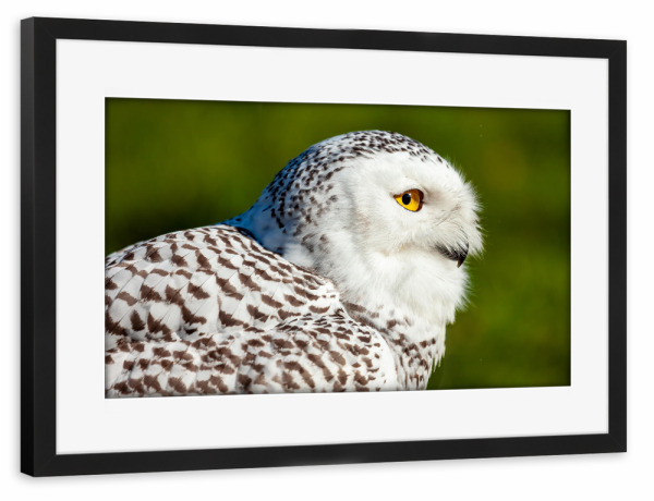 Poster mit Rahmen schwarz "Weiße Schneeeule" artboxONE - Tiere - Eule,Schneeeule,Vogel,Wildlife,Wildtier