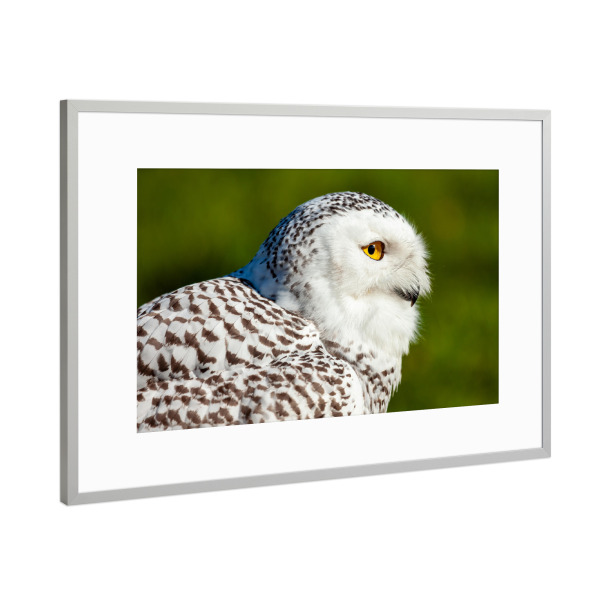 Poster mit Rahmen Silber "Weiße Schneeeule" artboxONE - Tiere - Eule,Schneeeule,Vogel,Wildlife,Wildtier