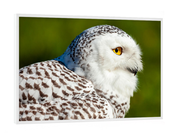 Poster mit weißem Rahmen "Weiße Schneeeule" artboxONE - Tiere - Eule,Schneeeule,Vogel,Wildlife,Wildtier