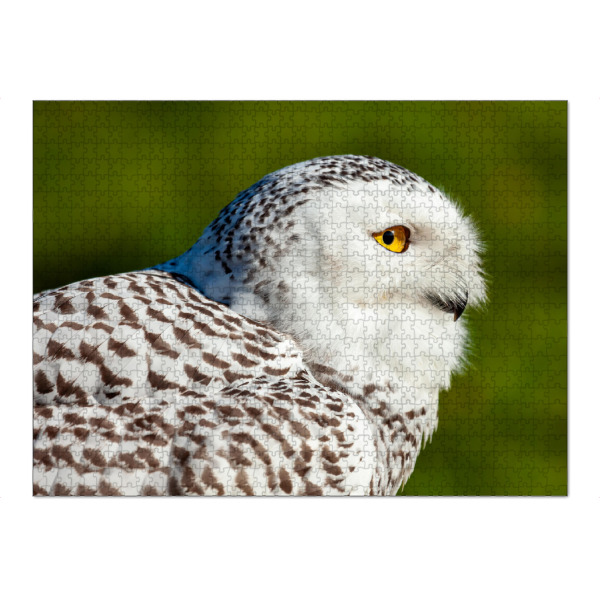 Puzzle Ravensburger "Weiße Schneeeule" artboxONE - Tiere - Eule,Schneeeule,Vogel,Wildlife,Wildtier - Bild eule