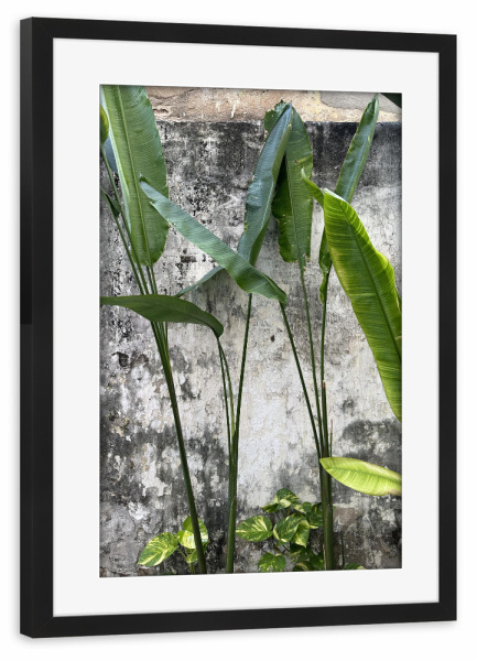 Poster mit Rahmen schwarz "Städtische Pflanzen" artboxONE - Städte,Natur,Reise,Architektur,Streetart