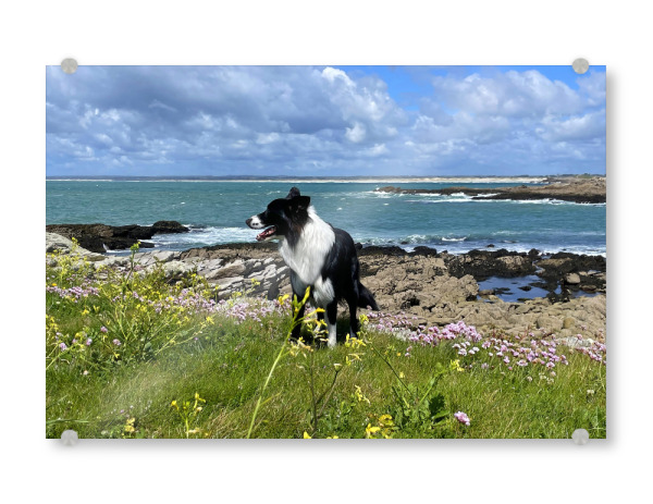 Acrylglasbild "Bordercollie in Schottland" artboxONE - Natur,Tiere,Reise / Strand und Meer