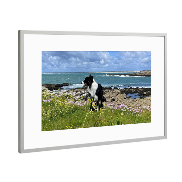 Poster mit Rahmen Silber "Bordercollie in Schottland" artboxONE - Natur,Tiere,Reise / Strand und Meer